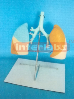 HUMAN LUNG AND TRCHEA MODEL WITH LUXURY BASE